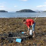 woman on kelp-covered beach digging with rake