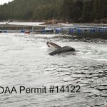 Humpback whale surfacing near fish hatchery