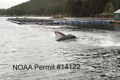 Humpback whale surfacing near fish hatchery